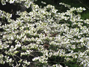 Our dogwood tree blooms in April