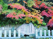 Japanese maple leaves paints landscapes in autumn